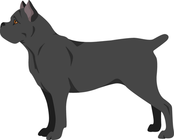 Cane Corso Clipart. Different Poses, Coat Colors Set